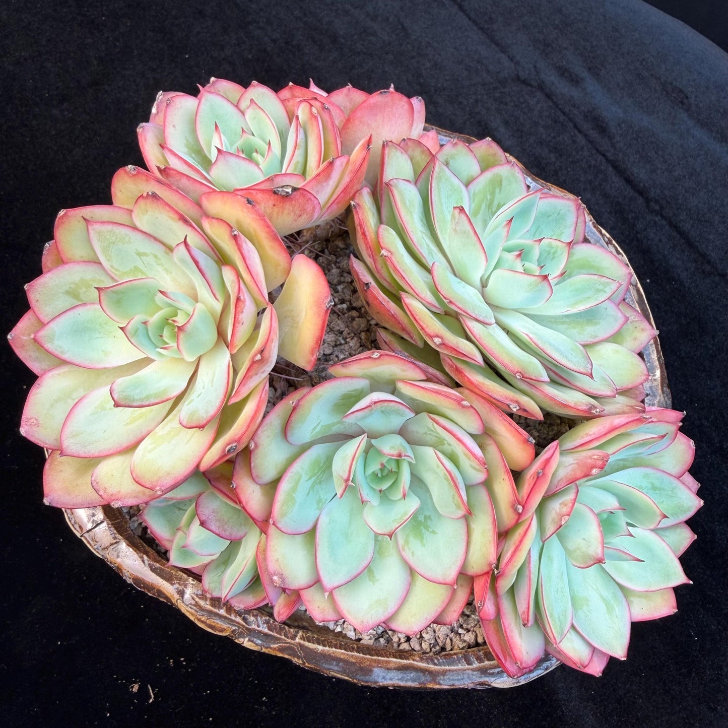 Echeveria 'Peony Pavilion' Cluster, 5.4inches-Q17
