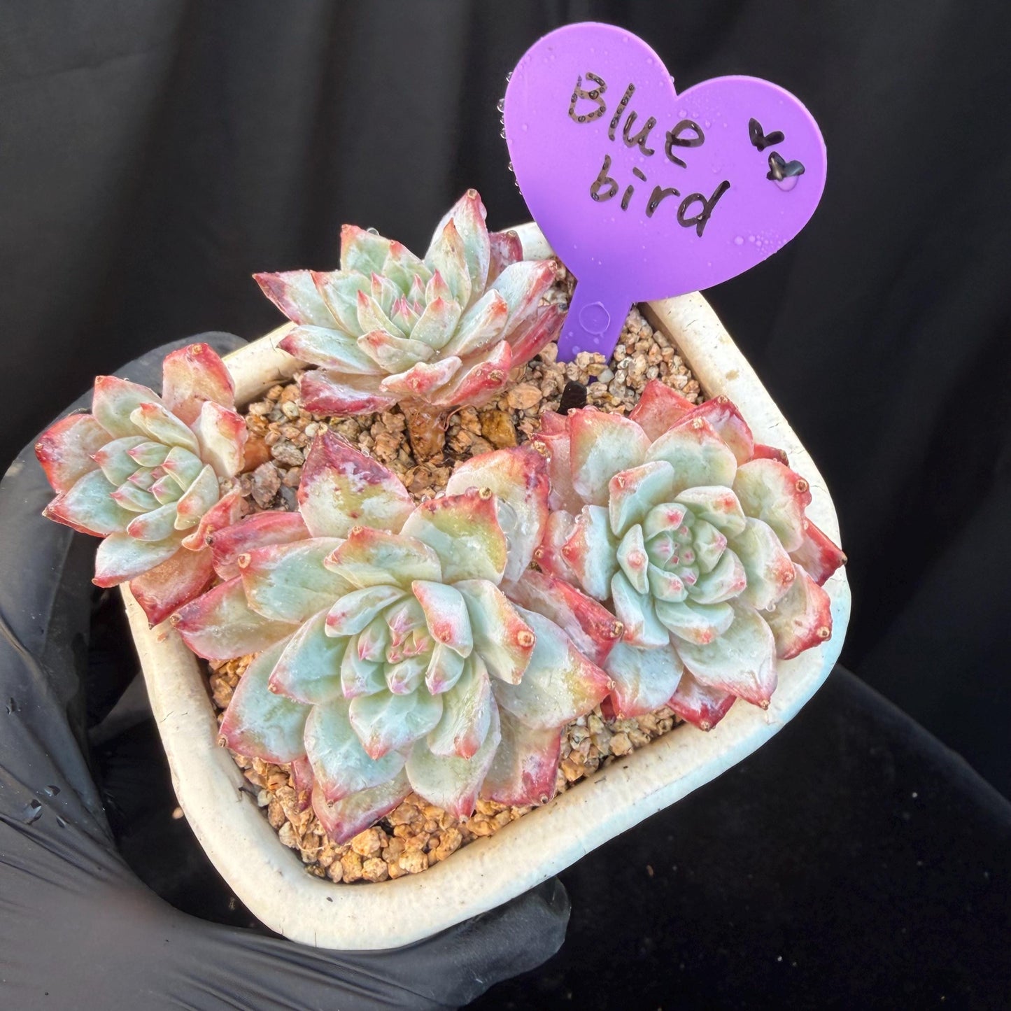 Echeveria  ‘blue bird', 4heads,   3.4inches, N20