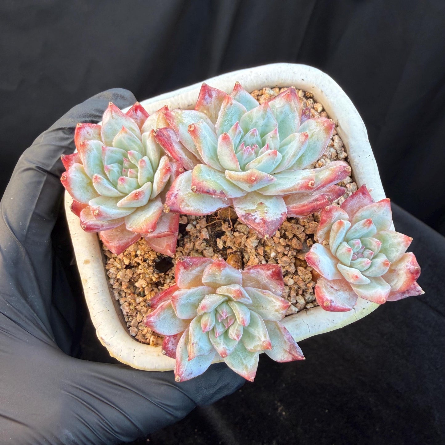 Echeveria  ‘blue bird', 4heads,   3.4inches, N20
