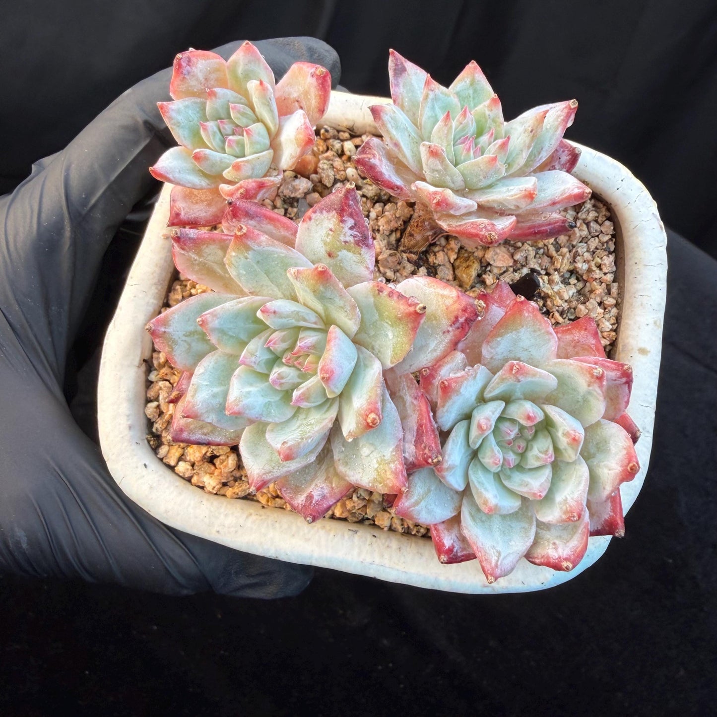 Echeveria  ‘blue bird', 4heads,   3.4inches, N20