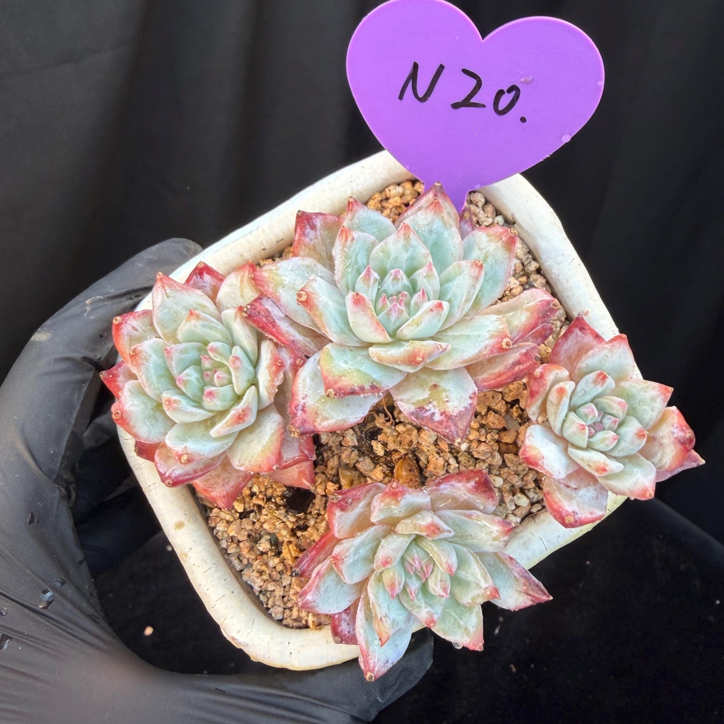 Echeveria  ‘blue bird', 4heads,   3.4inches, N20