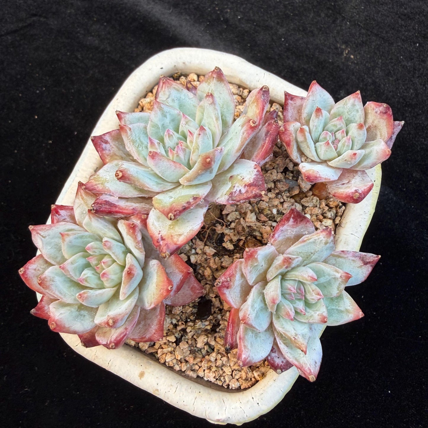 Echeveria  ‘blue bird', 4heads,   3.4inches, N20