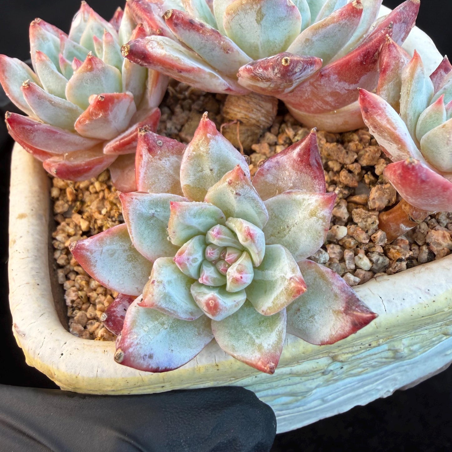 Echeveria  ‘blue bird', 4heads,   3.4inches, N20