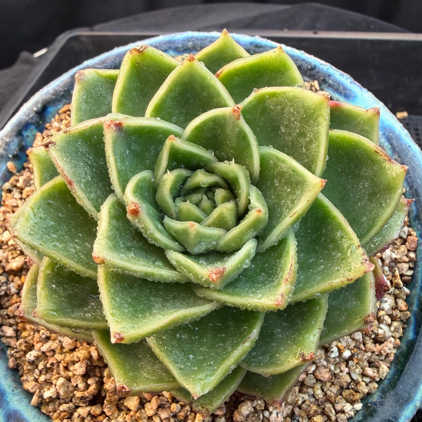 Echeveria  ‘Essential balm' ,  3inches, Q16