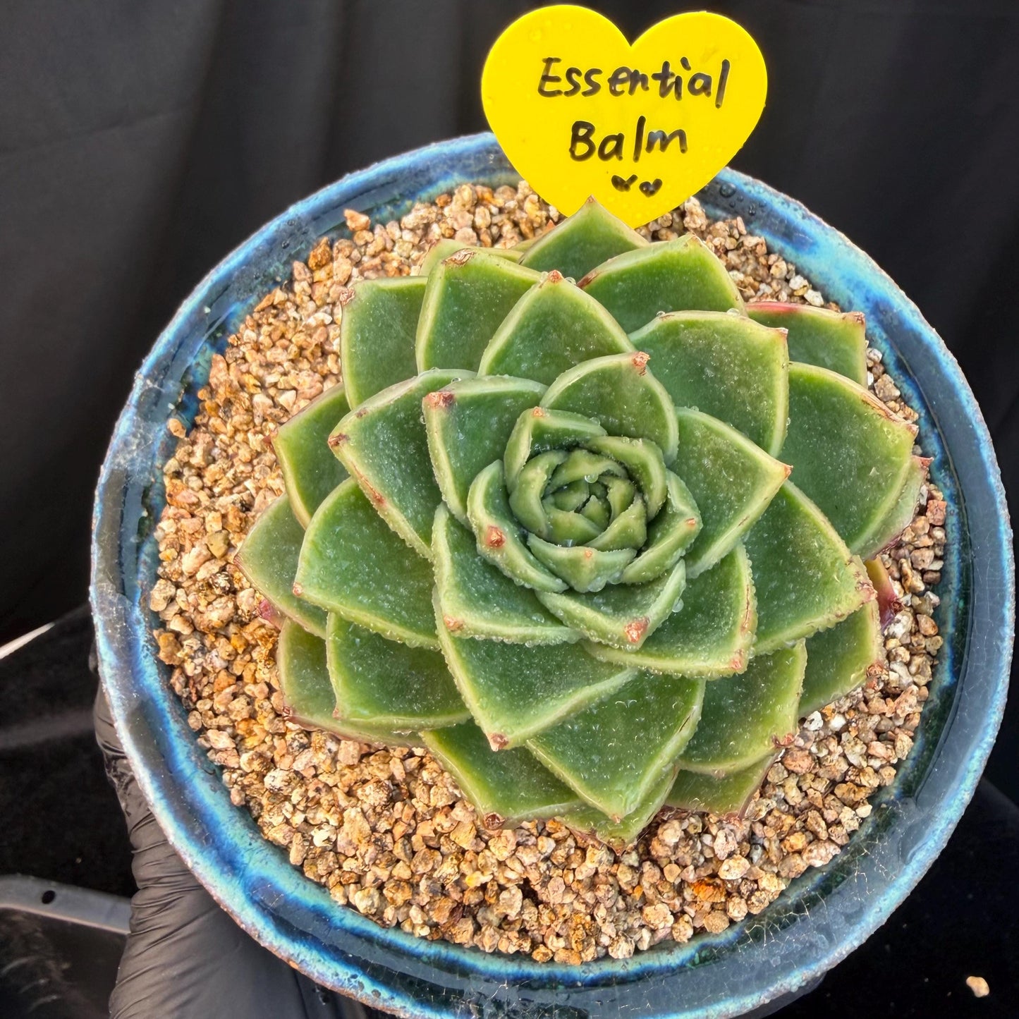 Echeveria  ‘Essential balm' ,  3inches, Q16