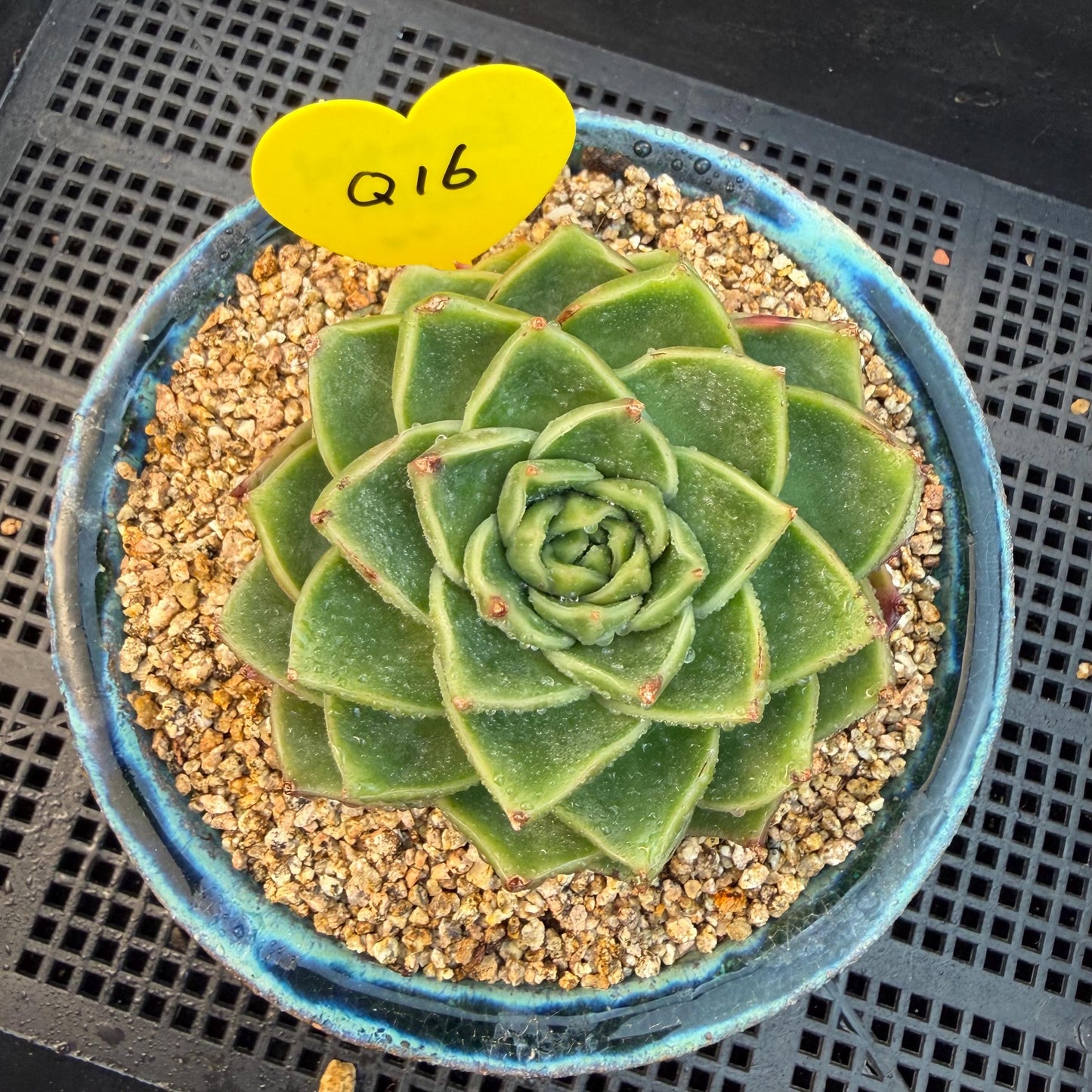 Echeveria  ‘Essential balm' ,  3inches, Q16