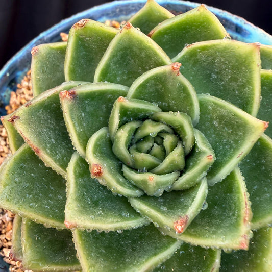 Echeveria  ‘Essential balm' ,  3inches, Q16
