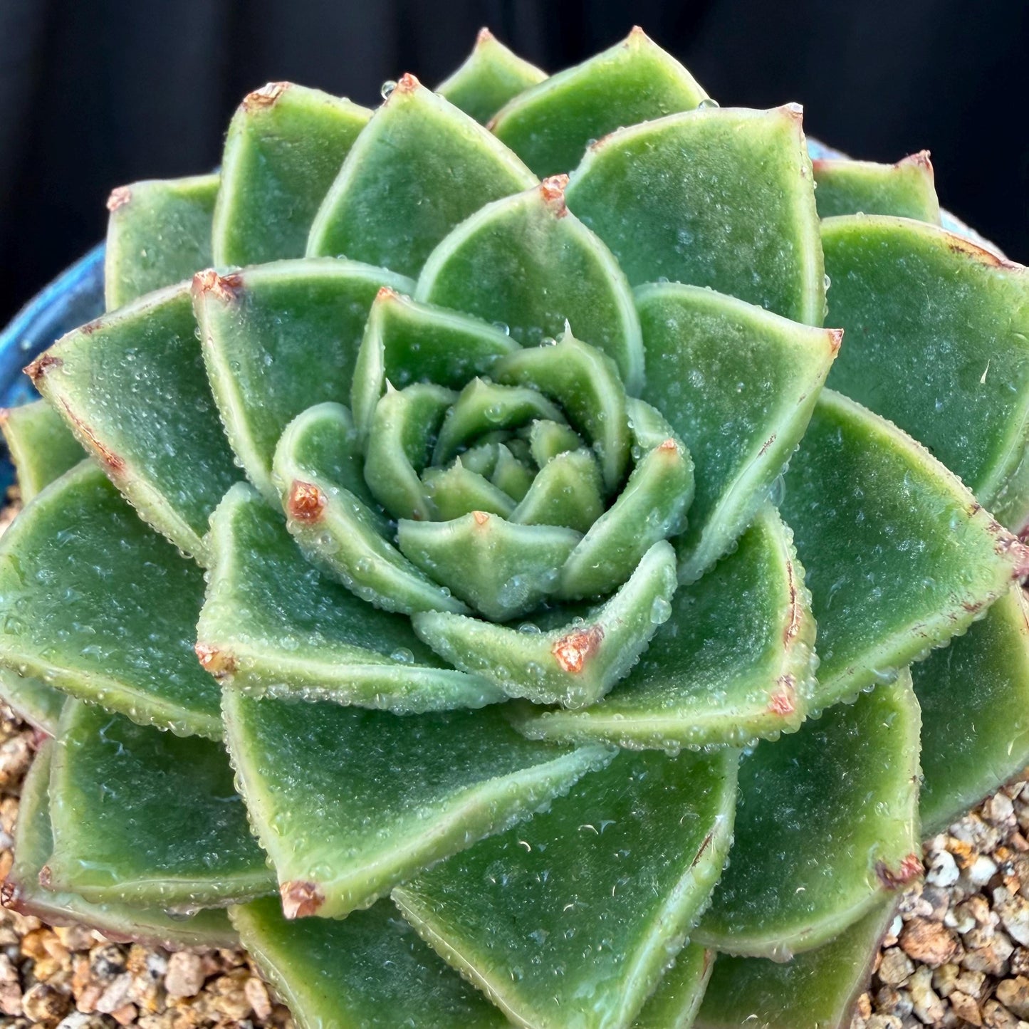 Echeveria  ‘Essential balm' ,  3inches, Q16