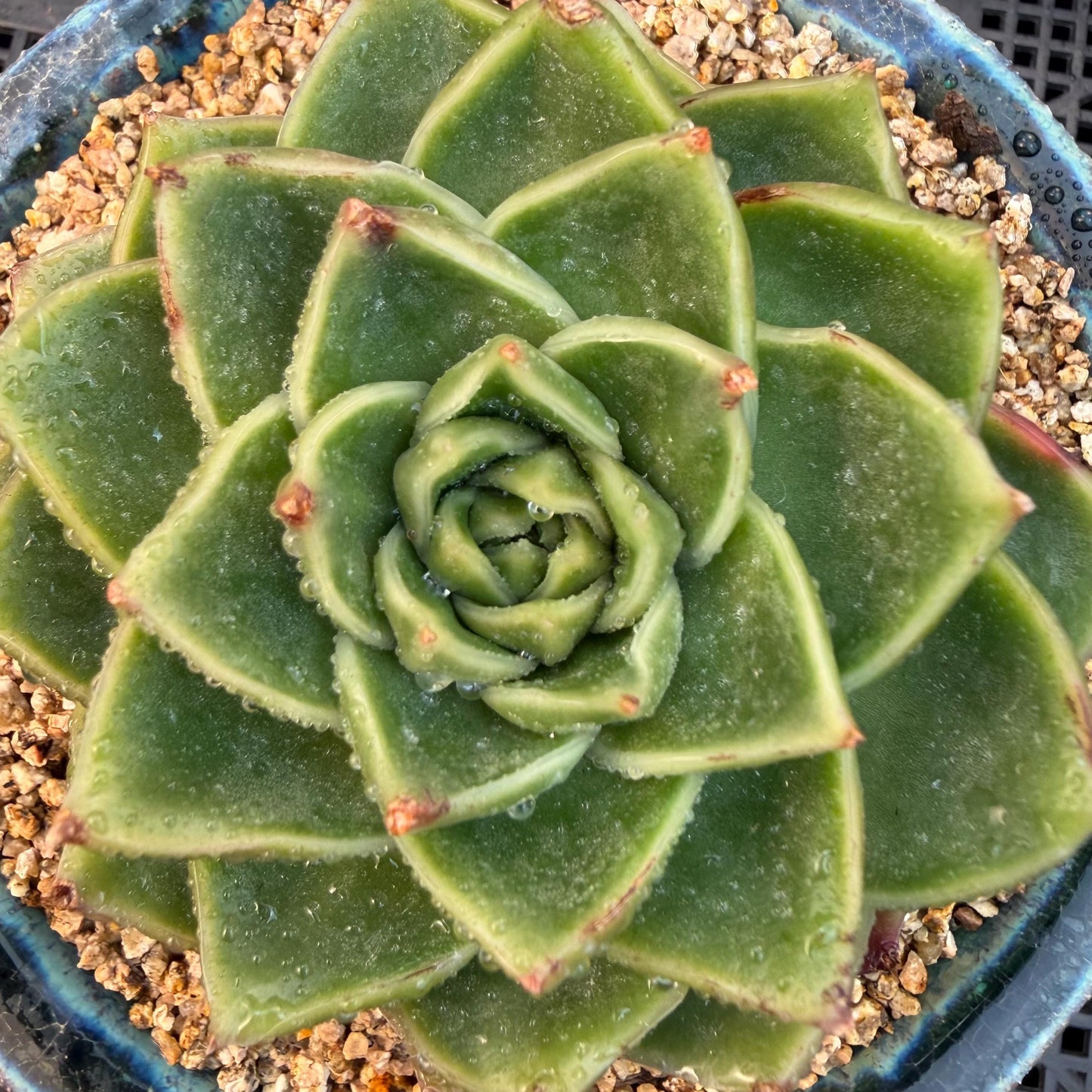Echeveria  ‘Essential balm' ,  3inches, Q16