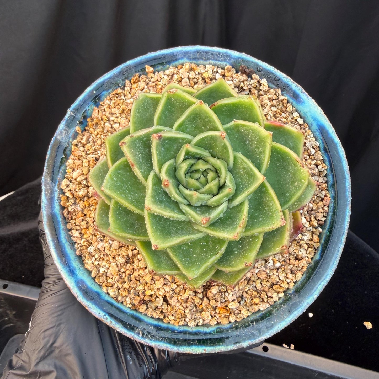 Echeveria  ‘Essential balm' ,  3inches, Q16