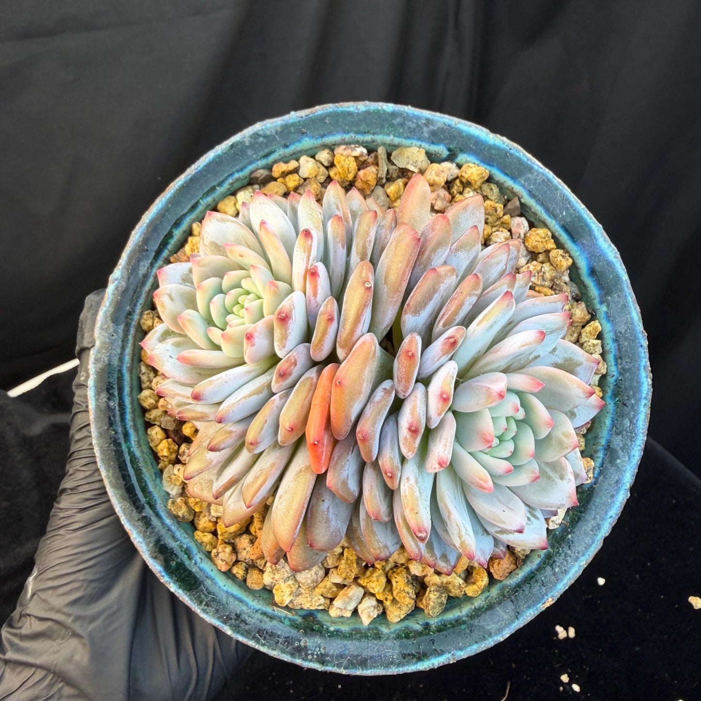 Echeveria ' star orange' 2head ,  3.8inches, Q15