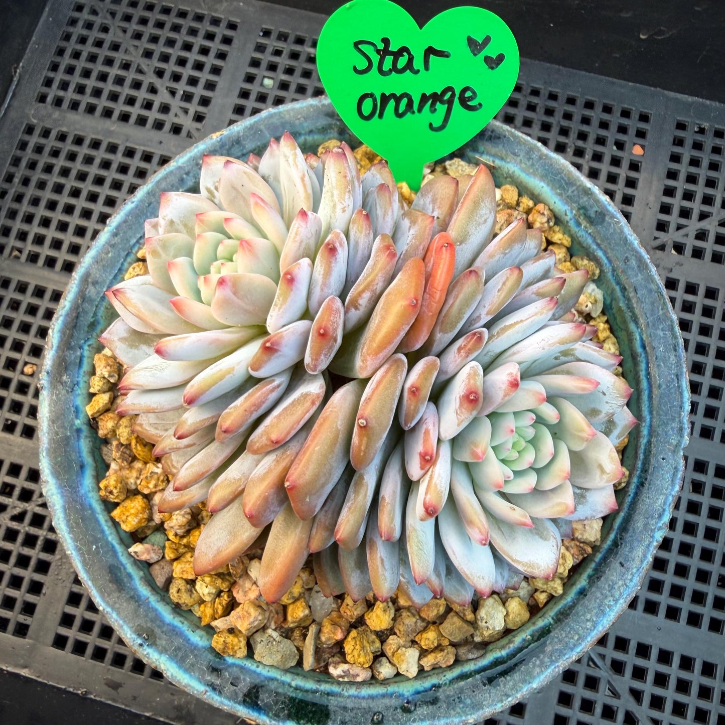 Echeveria ' star orange' 2head ,  3.8inches, Q15