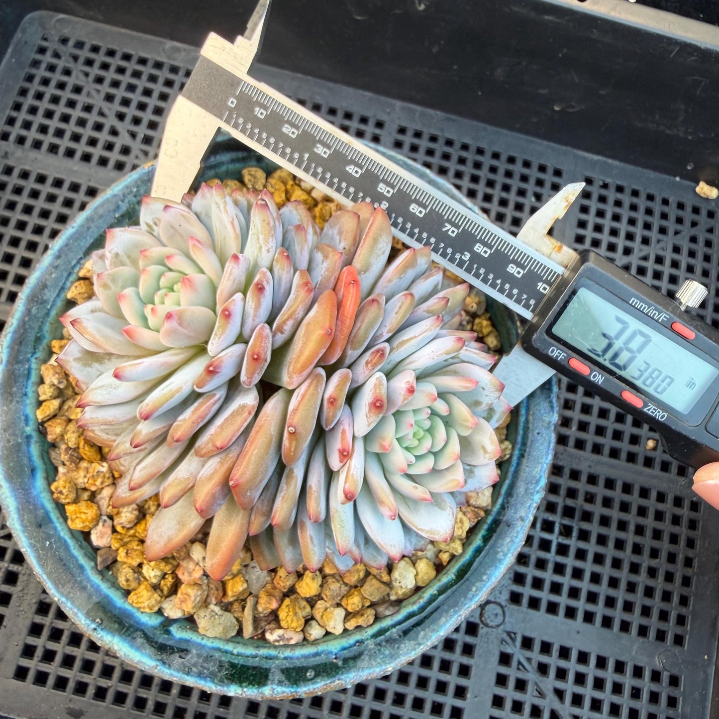 Echeveria ' star orange' 2head ,  3.8inches, Q15