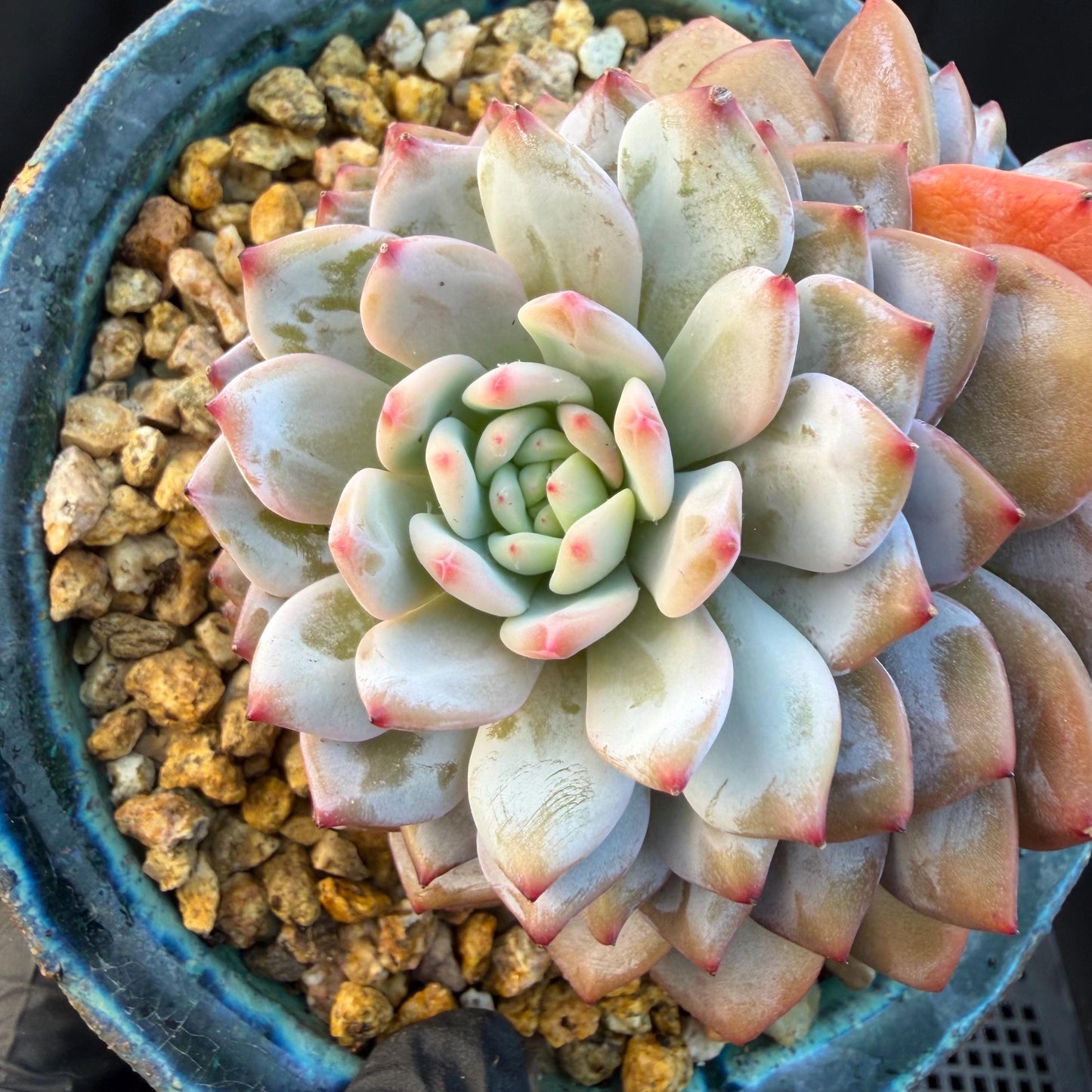 Echeveria ' star orange' 2head ,  3.8inches, Q15