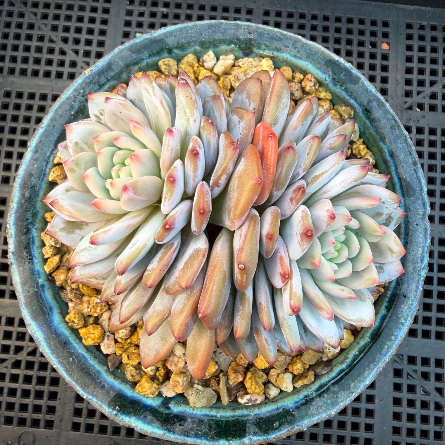 Echeveria ' star orange' 2head ,  3.8inches, Q15