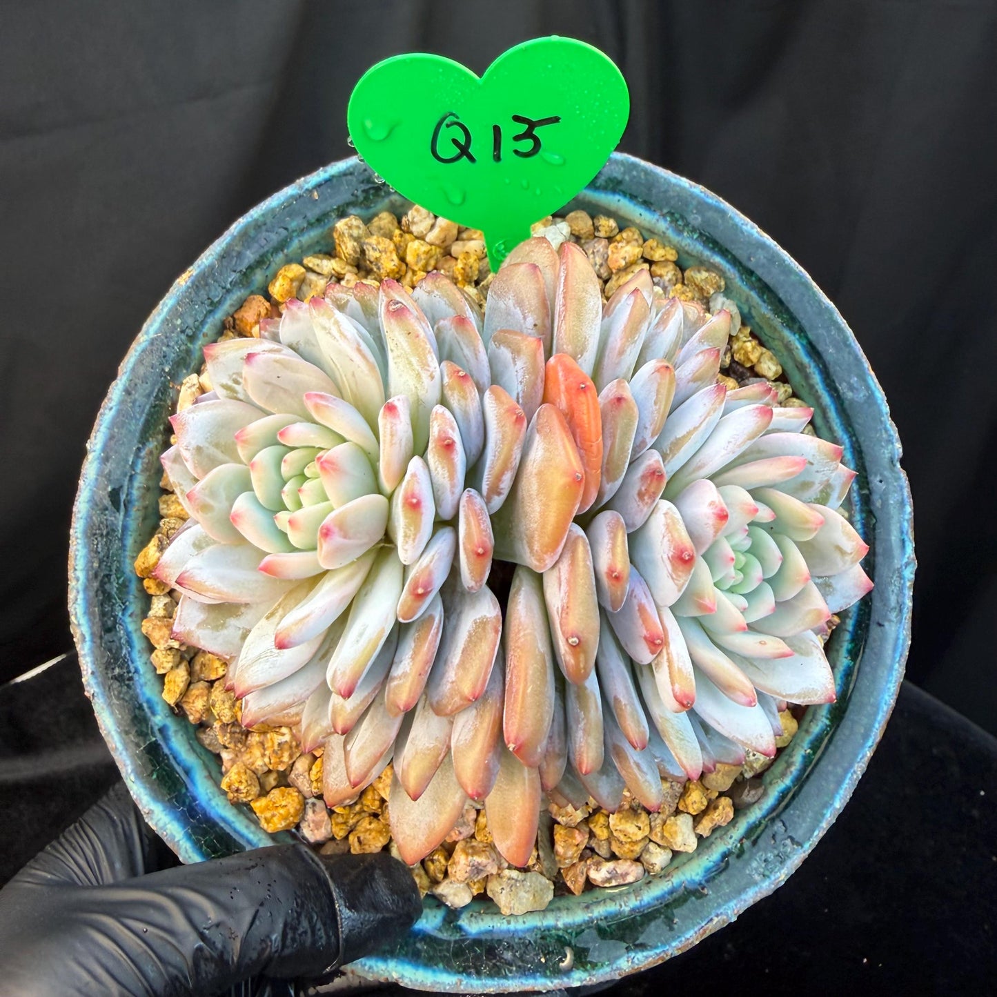 Echeveria ' star orange' 2head ,  3.8inches, Q15