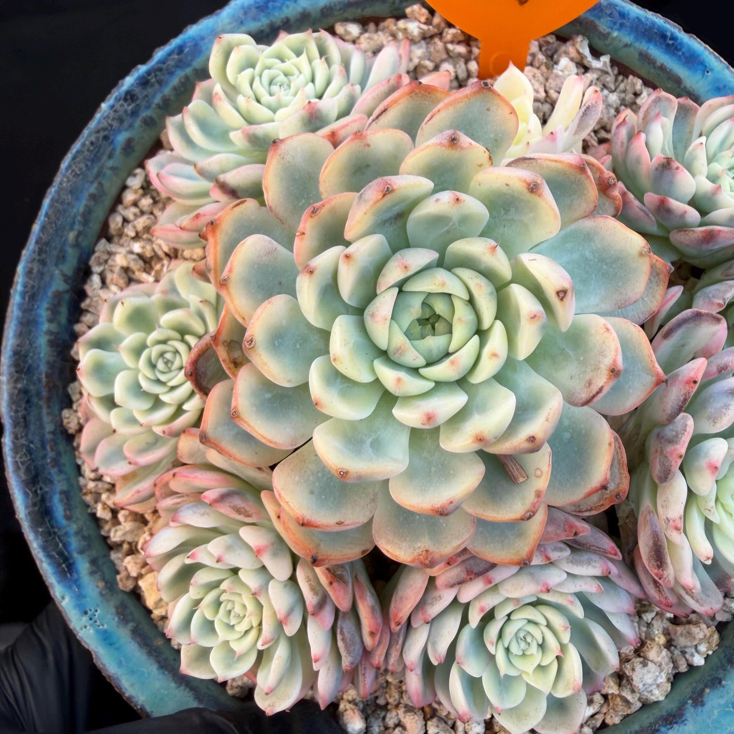 Echeveria  ‘ minima Variegated’,  4.1inches -P17
