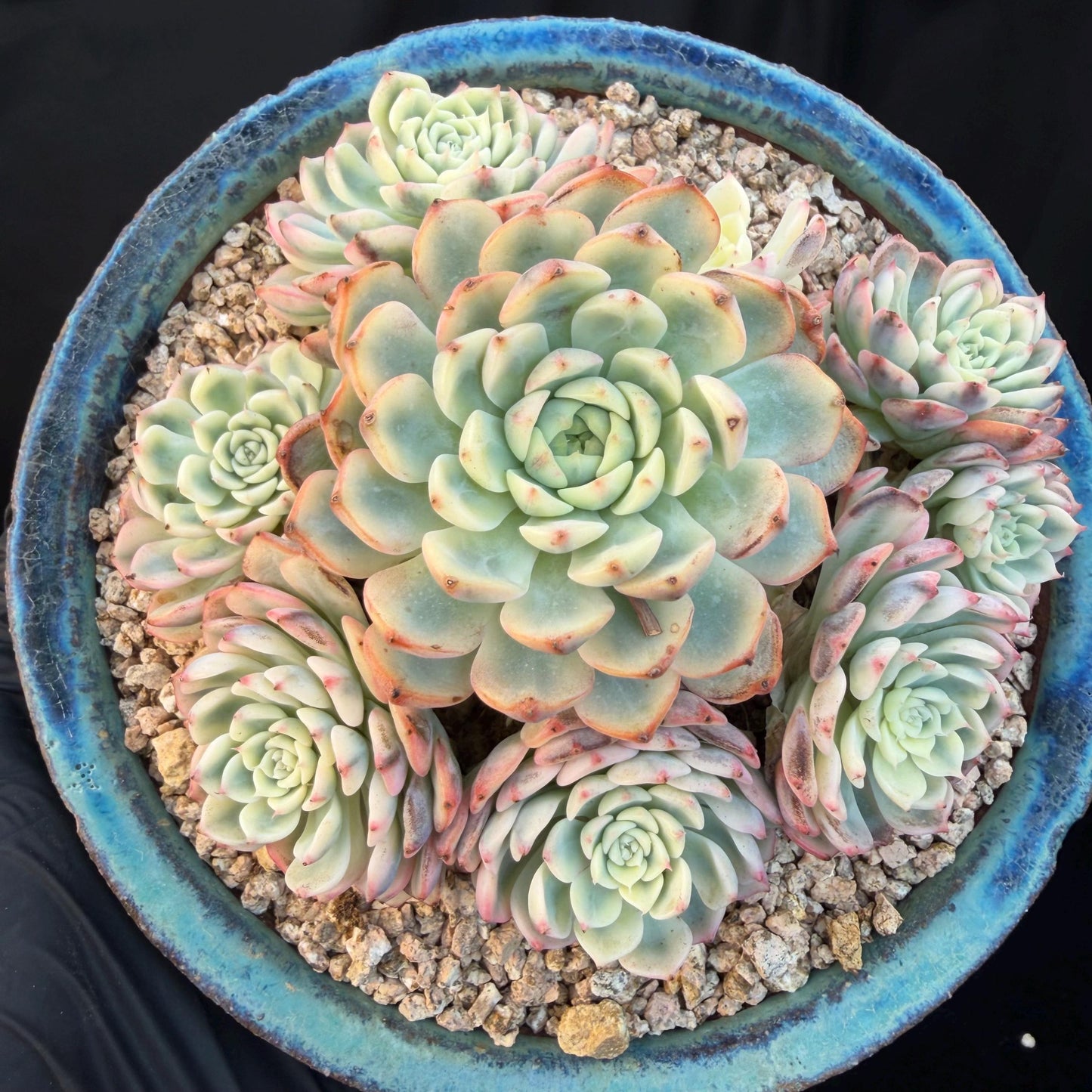 Echeveria  ‘ minima Variegated’,  4.1inches -P17