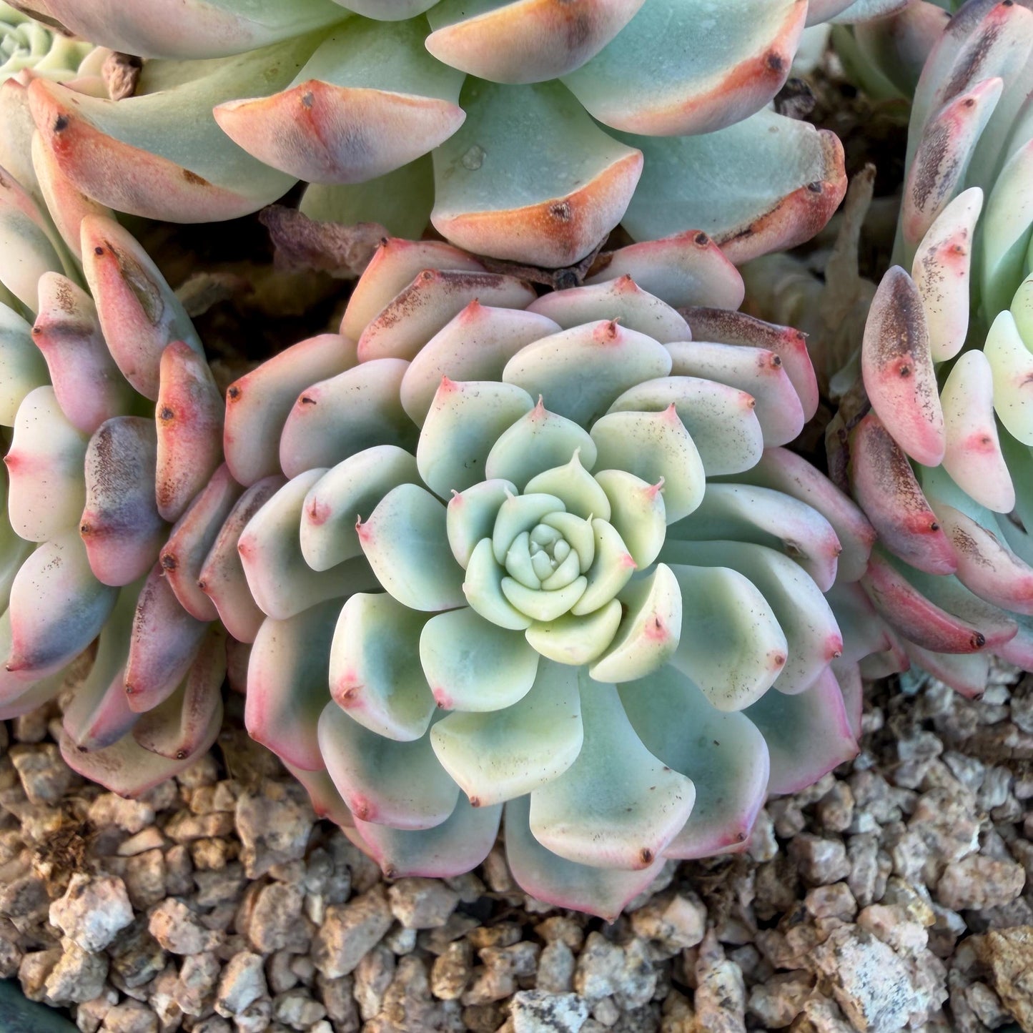 Echeveria  ‘ minima Variegated’,  4.1inches -P17