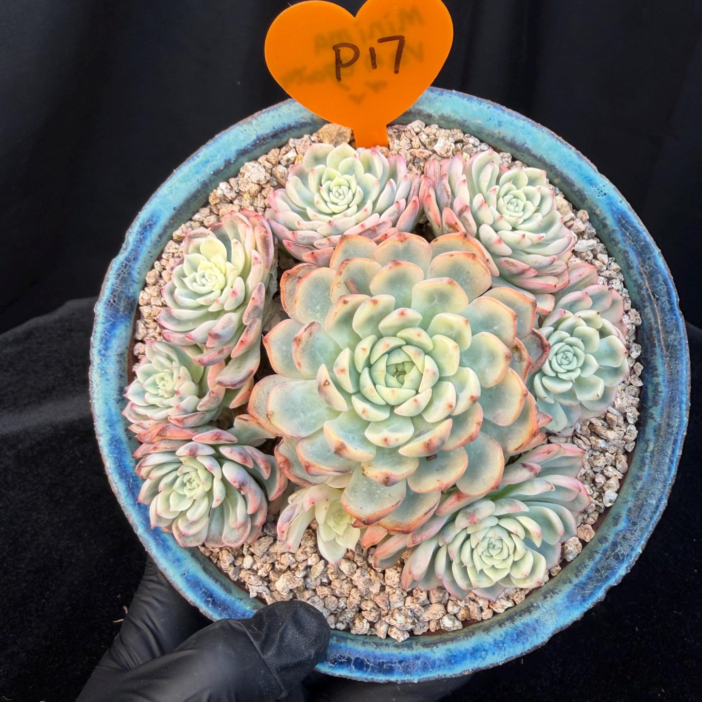 Echeveria  ‘ minima Variegated’,  4.1inches -P17