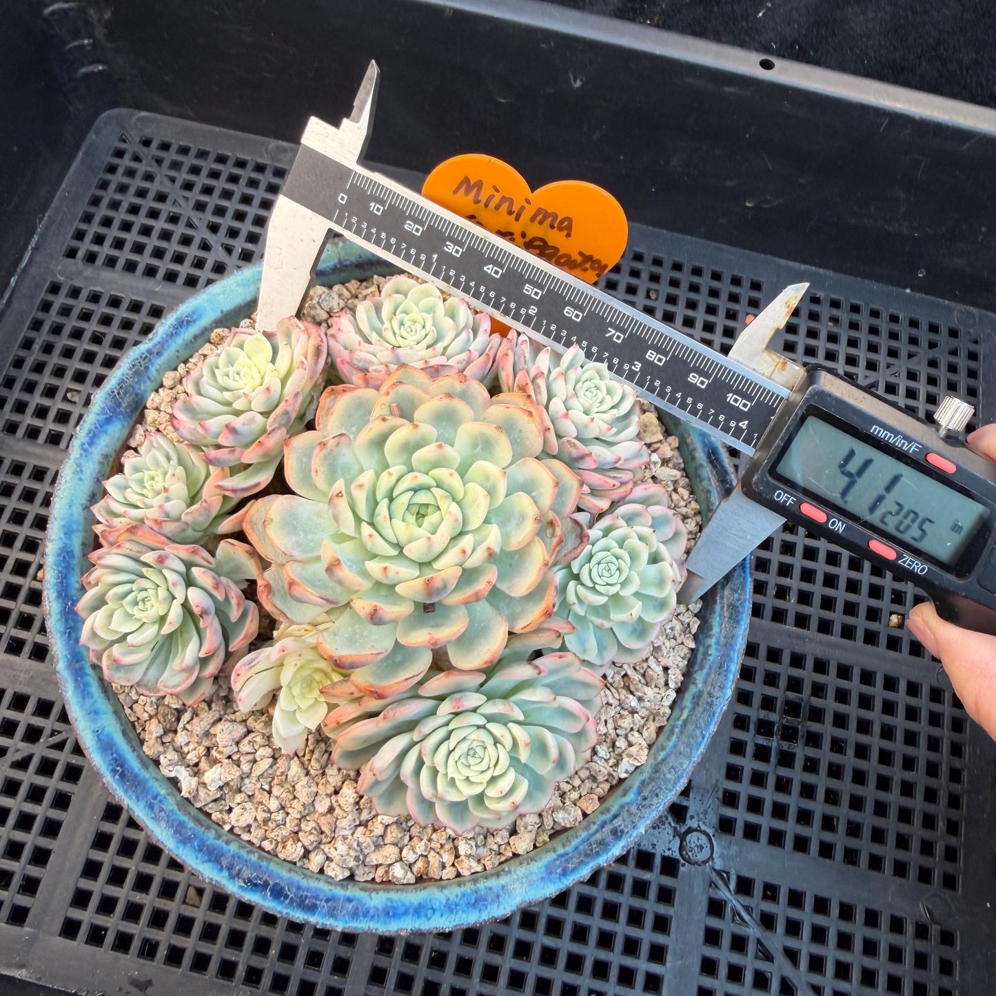 Echeveria  ‘ minima Variegated’,  4.1inches -P17