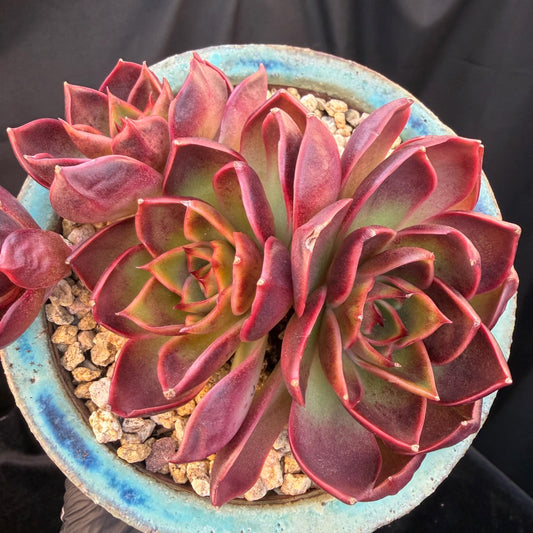 96ad07aa-fc85-4fd2-9667-972b6564e657