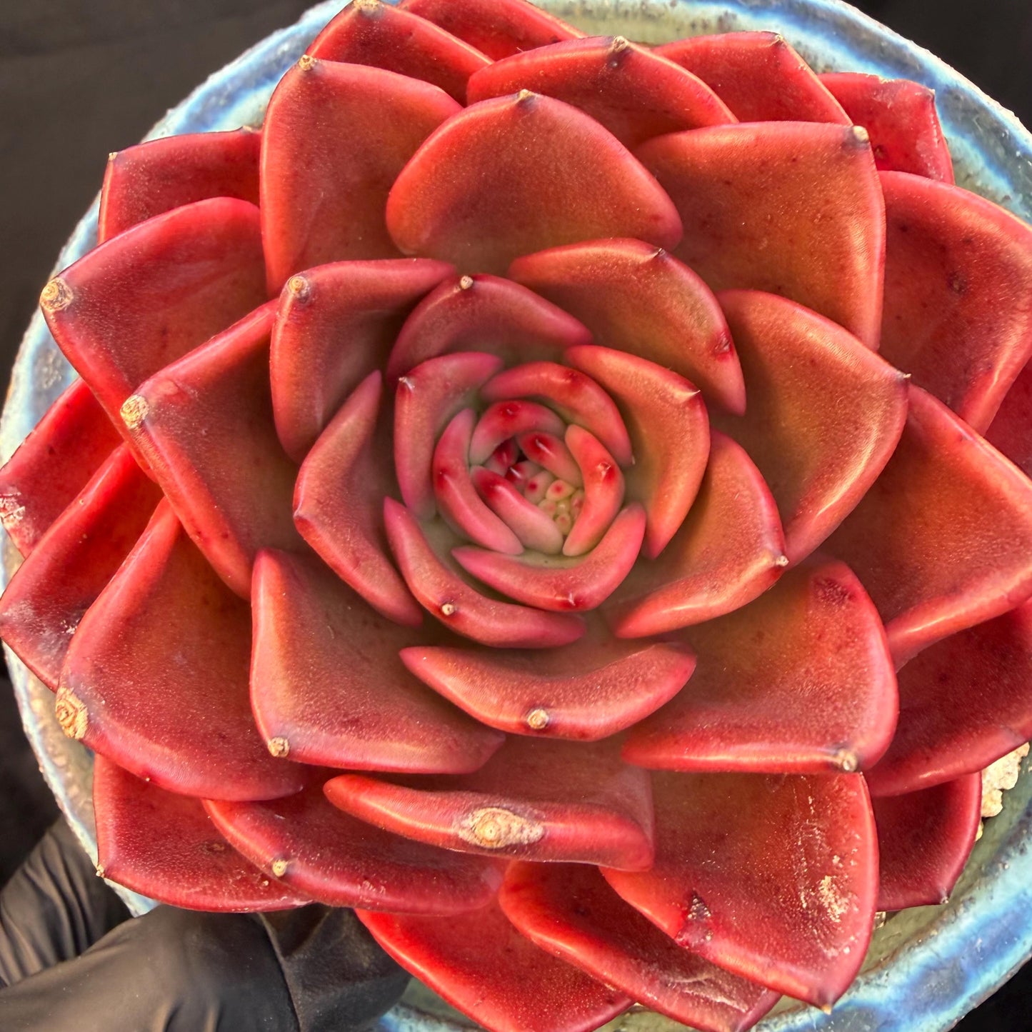 Echeveria  ‘Red spider lily', 3.9inches ,Q11