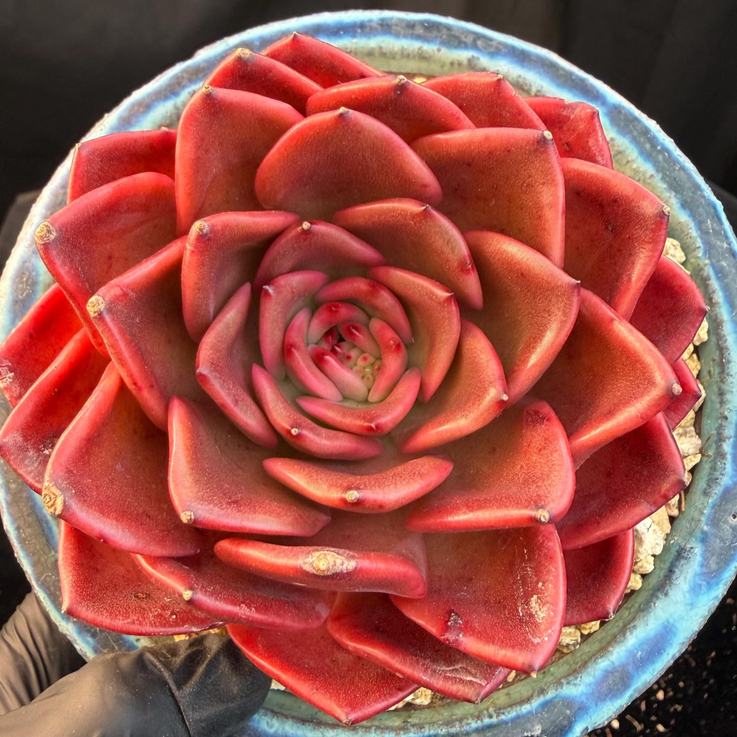 Echeveria  ‘Red spider lily', 3.9inches ,Q11