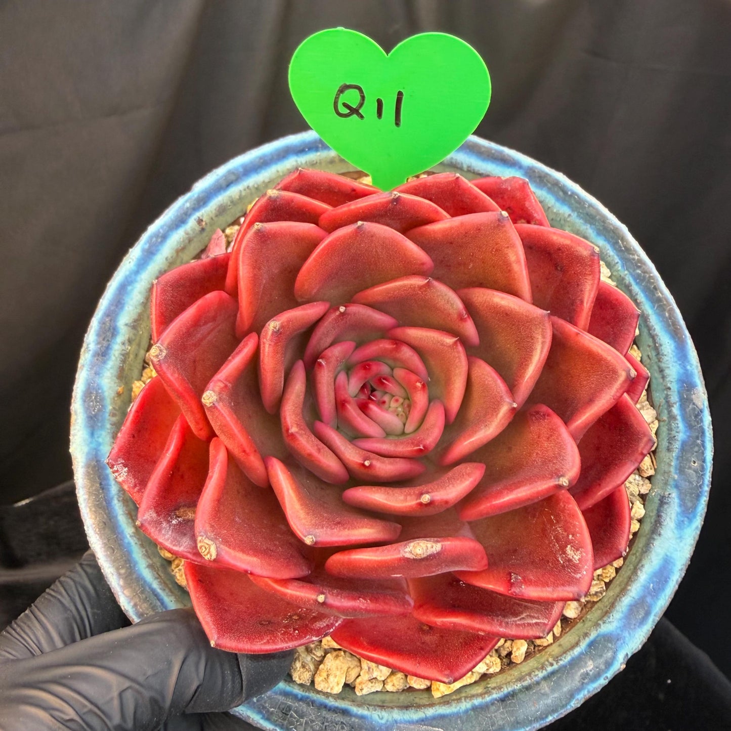 Echeveria  ‘Red spider lily', 3.9inches ,Q11