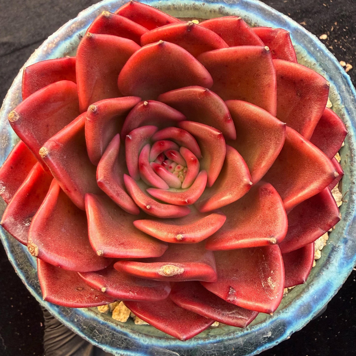 Echeveria  ‘Red spider lily', 3.9inches ,Q11