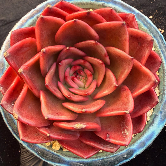 Echeveria  ‘Red spider lily', 3.9inches ,Q11