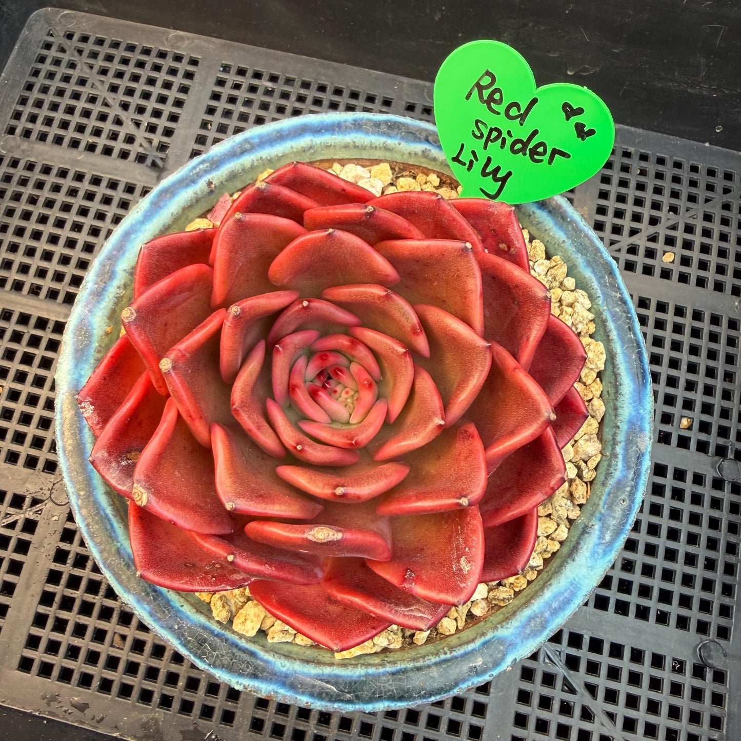 Echeveria  ‘Red spider lily', 3.9inches ,Q11