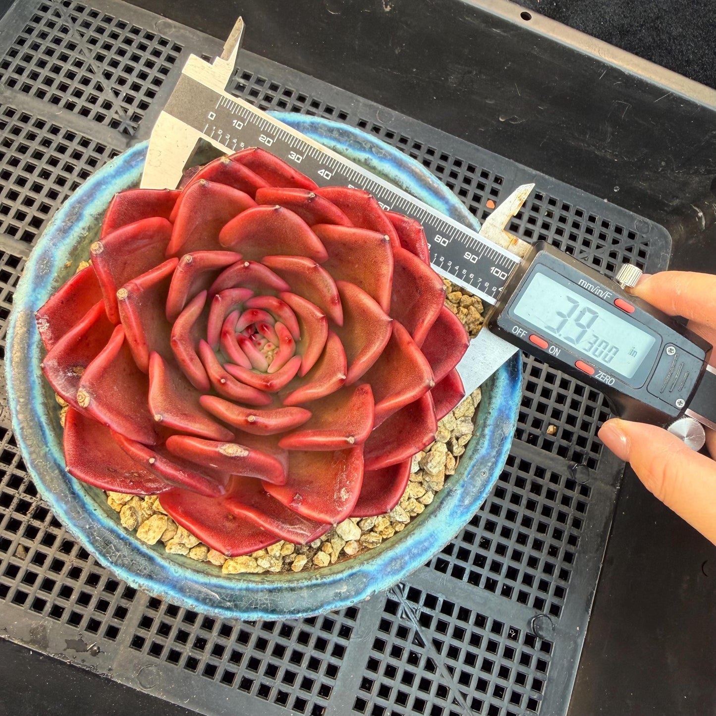 Echeveria  ‘Red spider lily', 3.9inches ,Q11