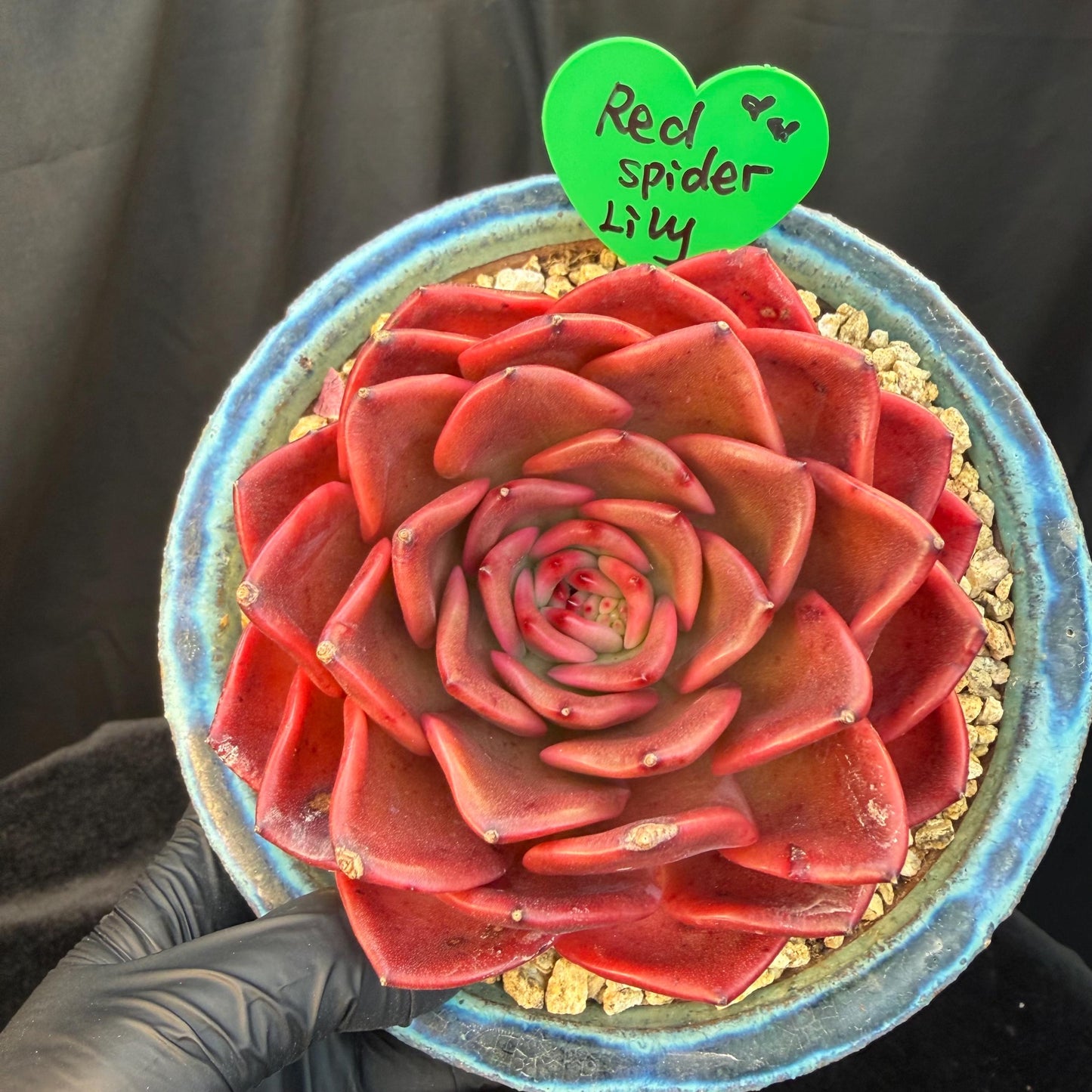 Echeveria  ‘Red spider lily', 3.9inches ,Q11