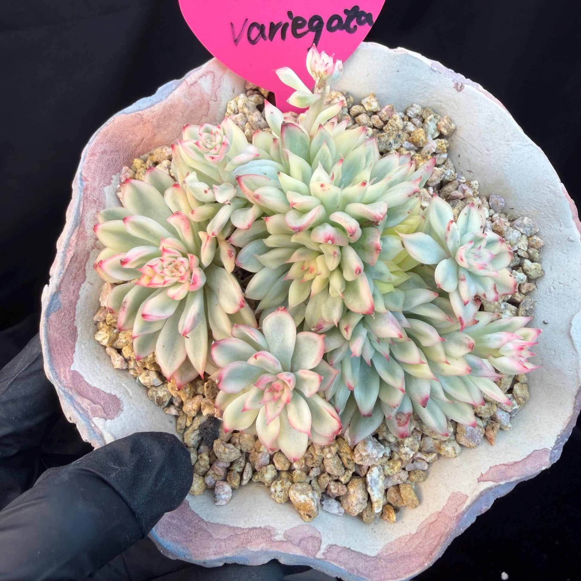 e6f37b3e-bc2b-4cb2-ab68-87a8247eb640