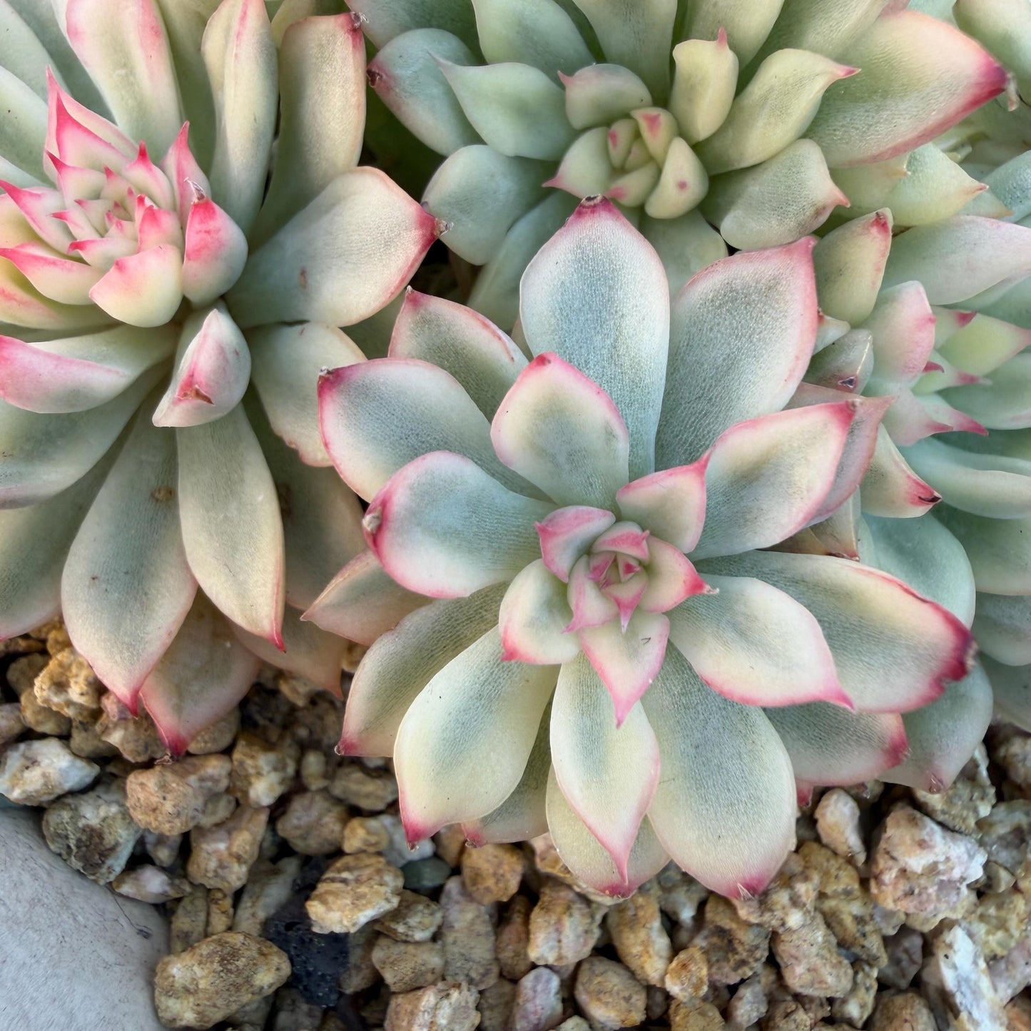 8e1702f1-ed31-412e-9973-8a0f9779036a