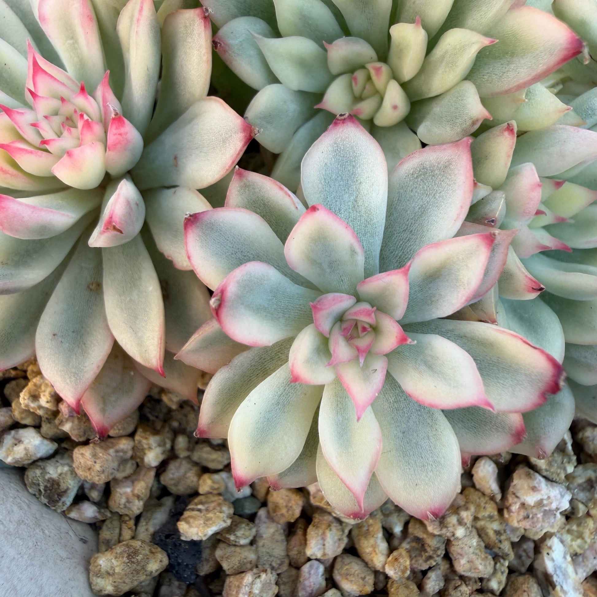 8e1702f1-ed31-412e-9973-8a0f9779036a