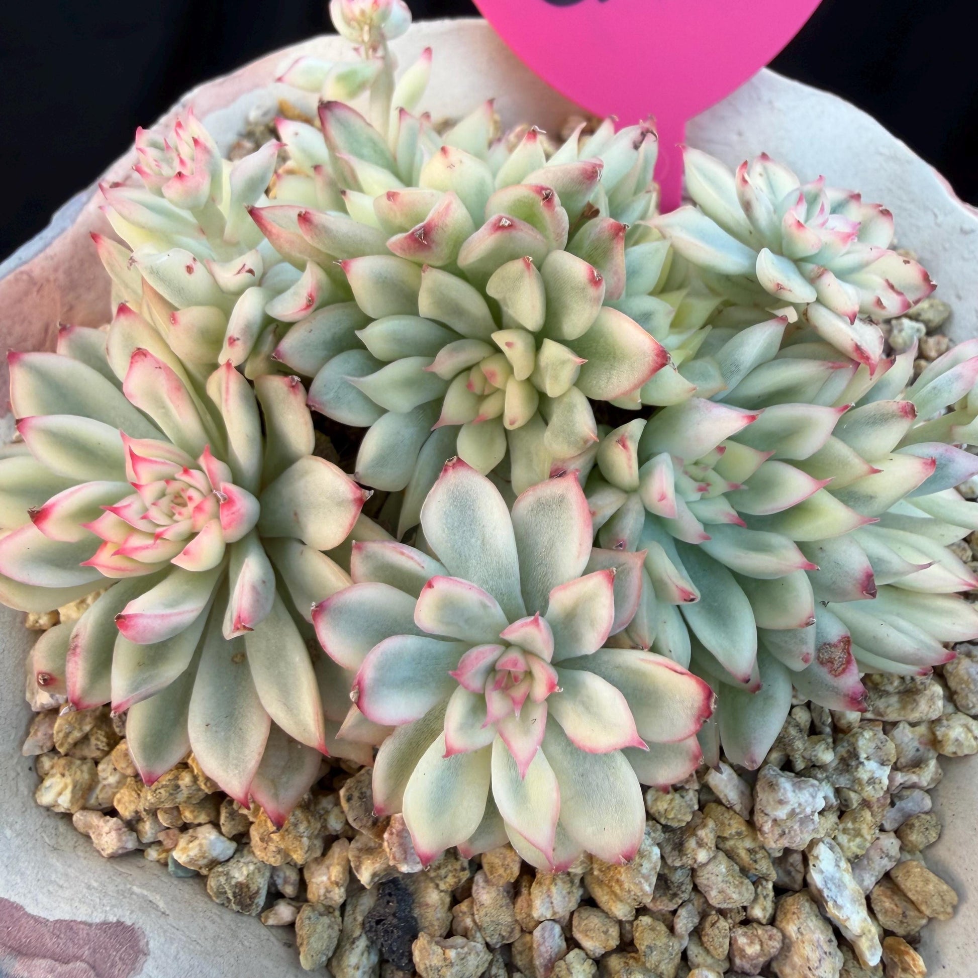 214fcd0e-50a2-4703-9542-adcde35bc985