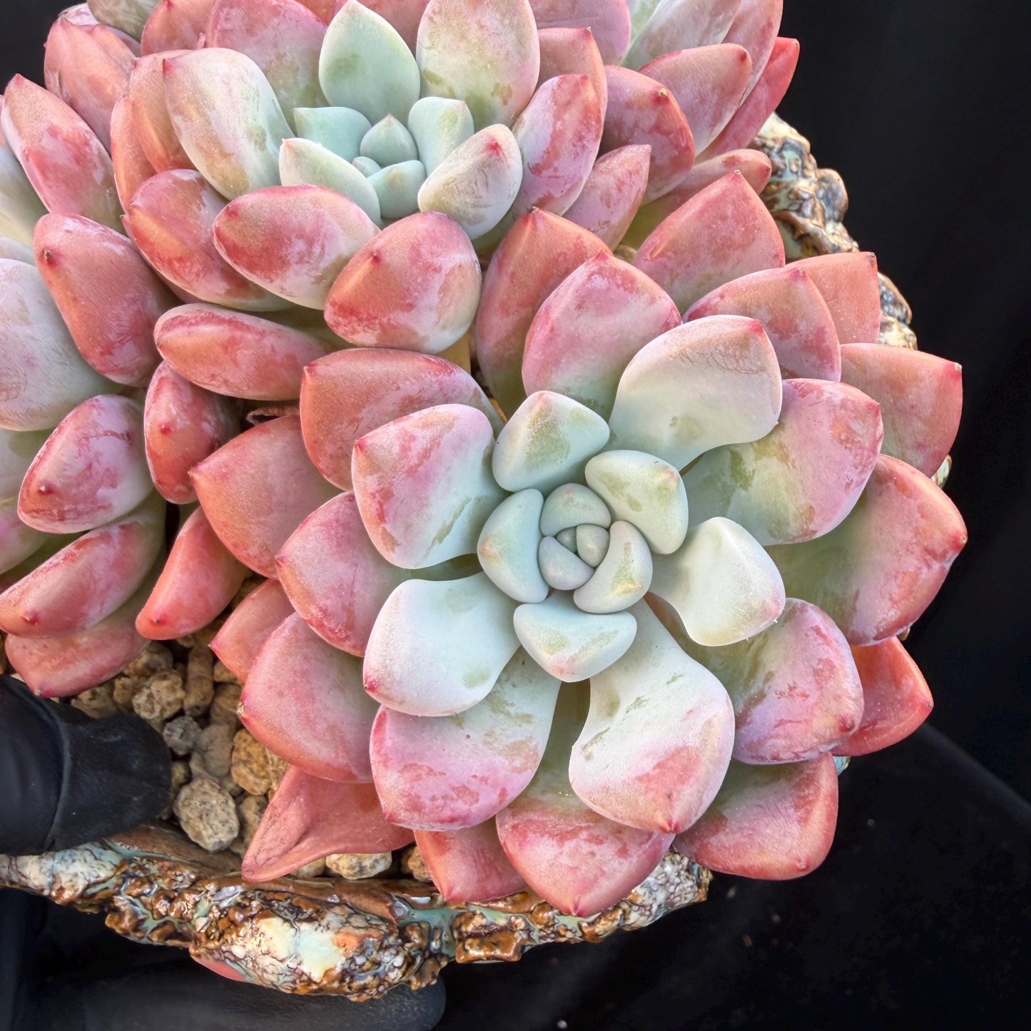 Echeveria  'spotted deer' ,5heads,  4.9inches, Q01