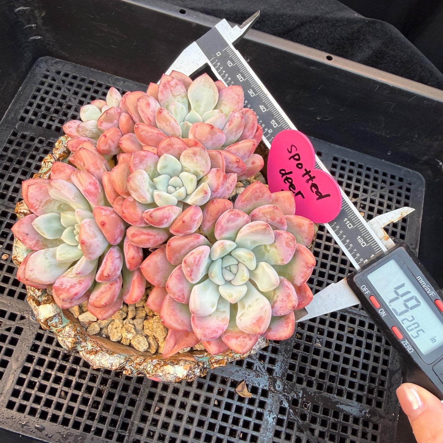 Echeveria  'spotted deer' ,5heads,  4.9inches, Q01