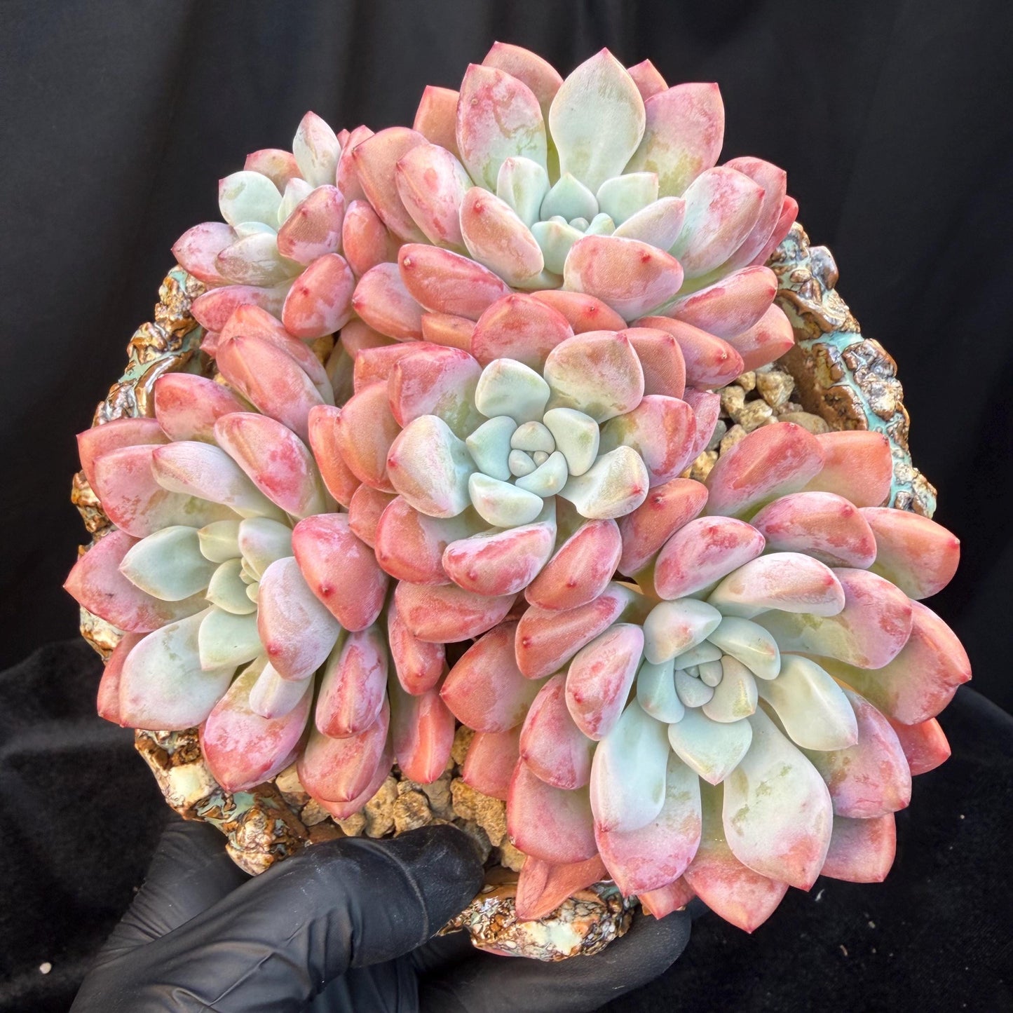Echeveria  'spotted deer' ,5heads,  4.9inches, Q01