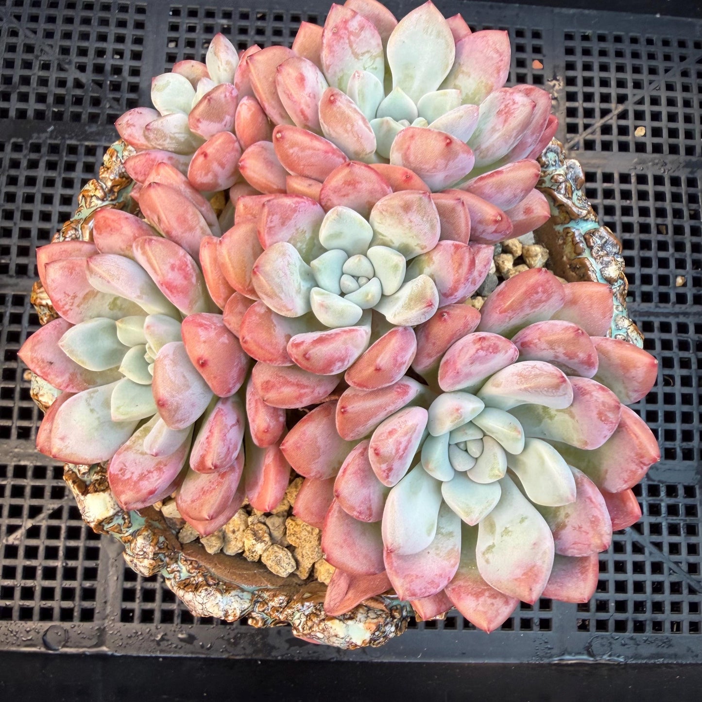 Echeveria  'spotted deer' ,5heads,  4.9inches, Q01