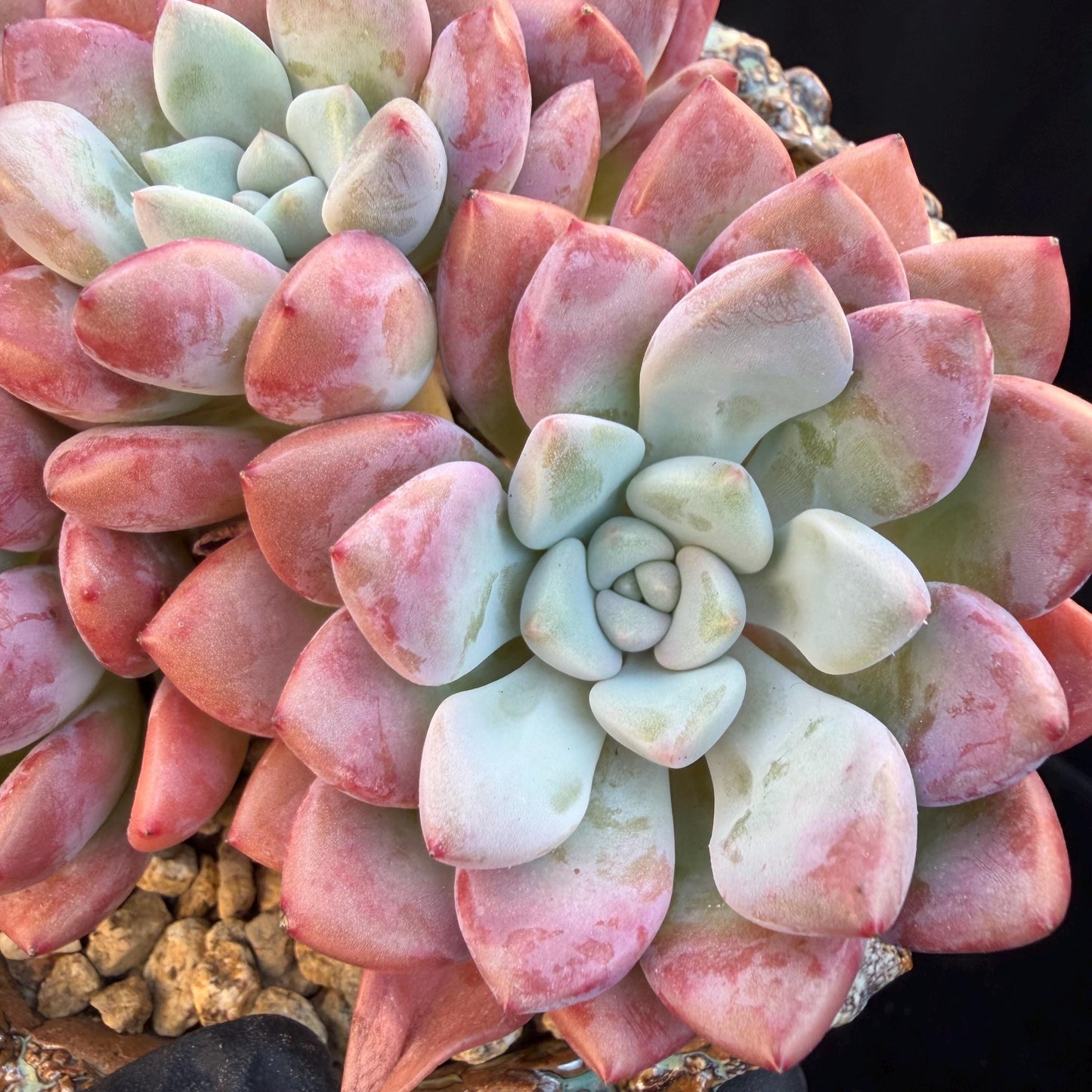 Echeveria  'spotted deer' ,5heads,  4.9inches, Q01