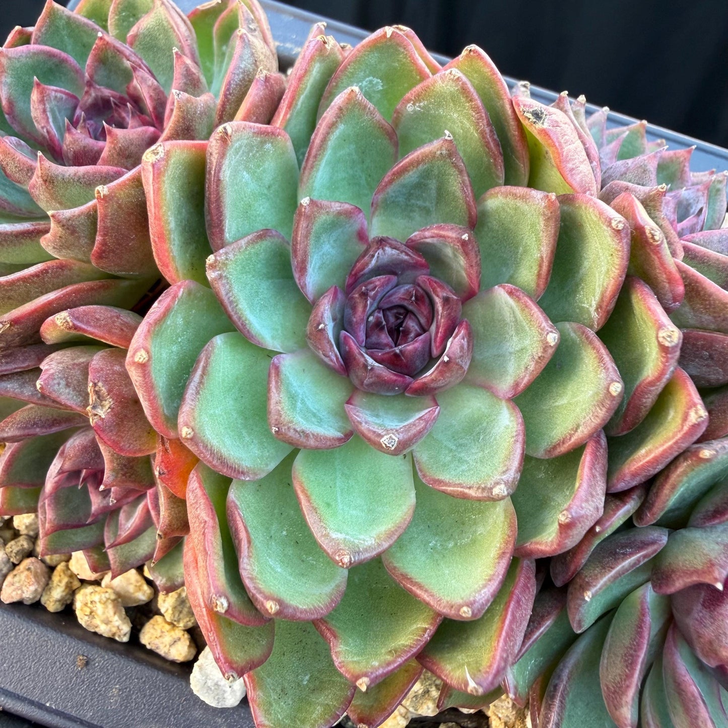 Echeveria  ‘blueberry ', 5inches , Q05