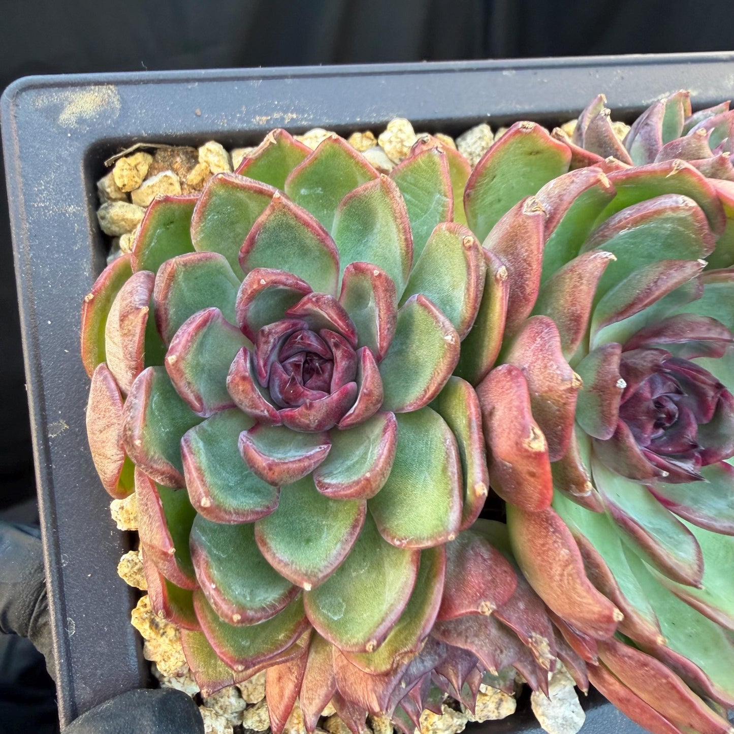 Echeveria  ‘blueberry ', 5inches , Q05