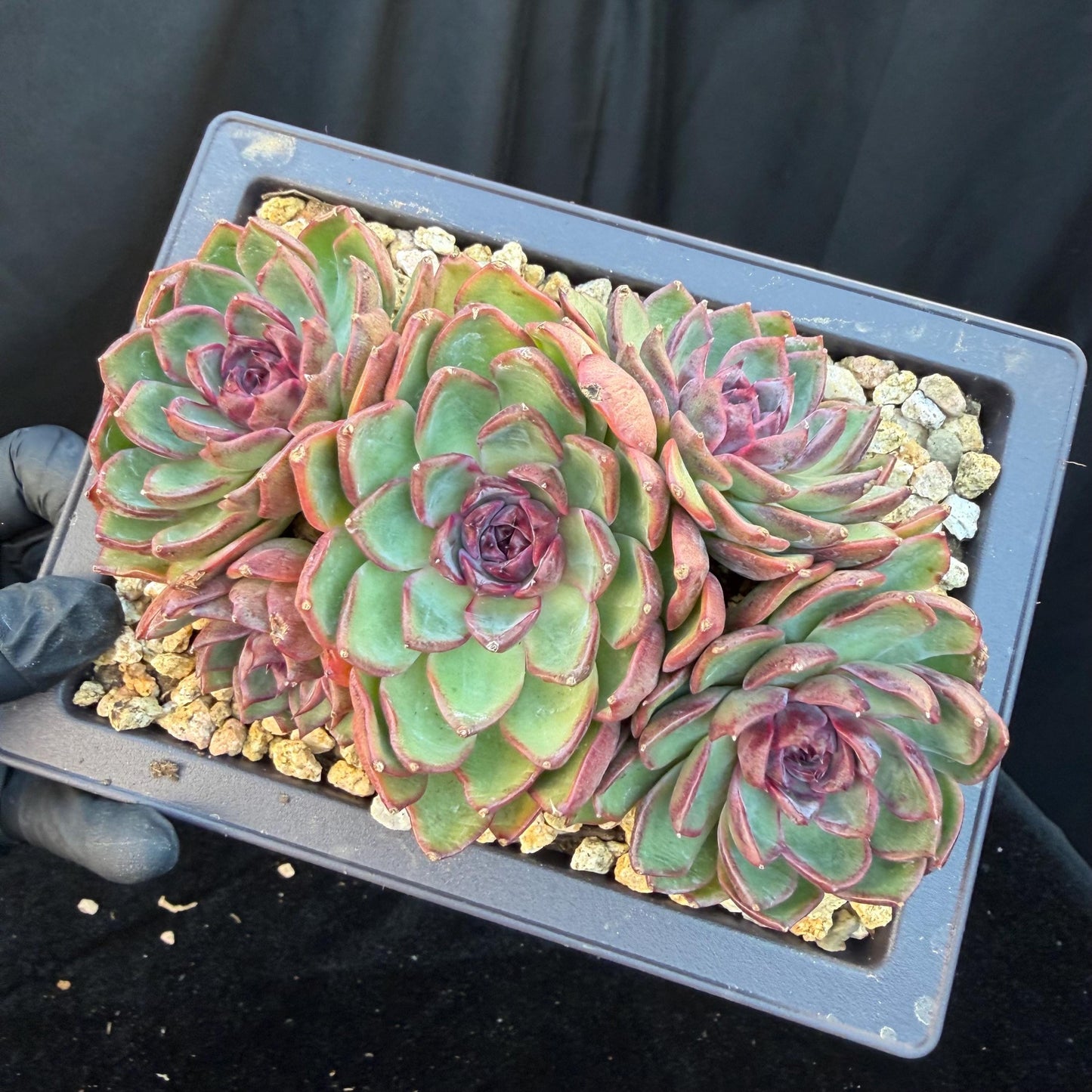 Echeveria  ‘blueberry ', 5inches , Q05