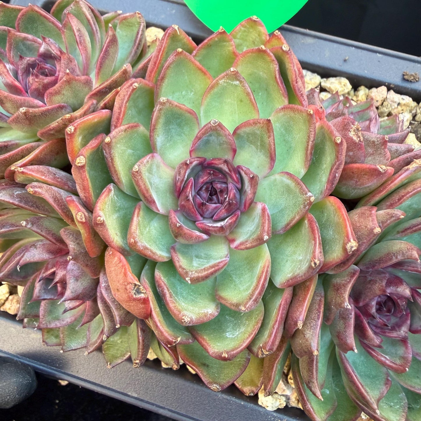Echeveria  ‘blueberry ', 5inches , Q05
