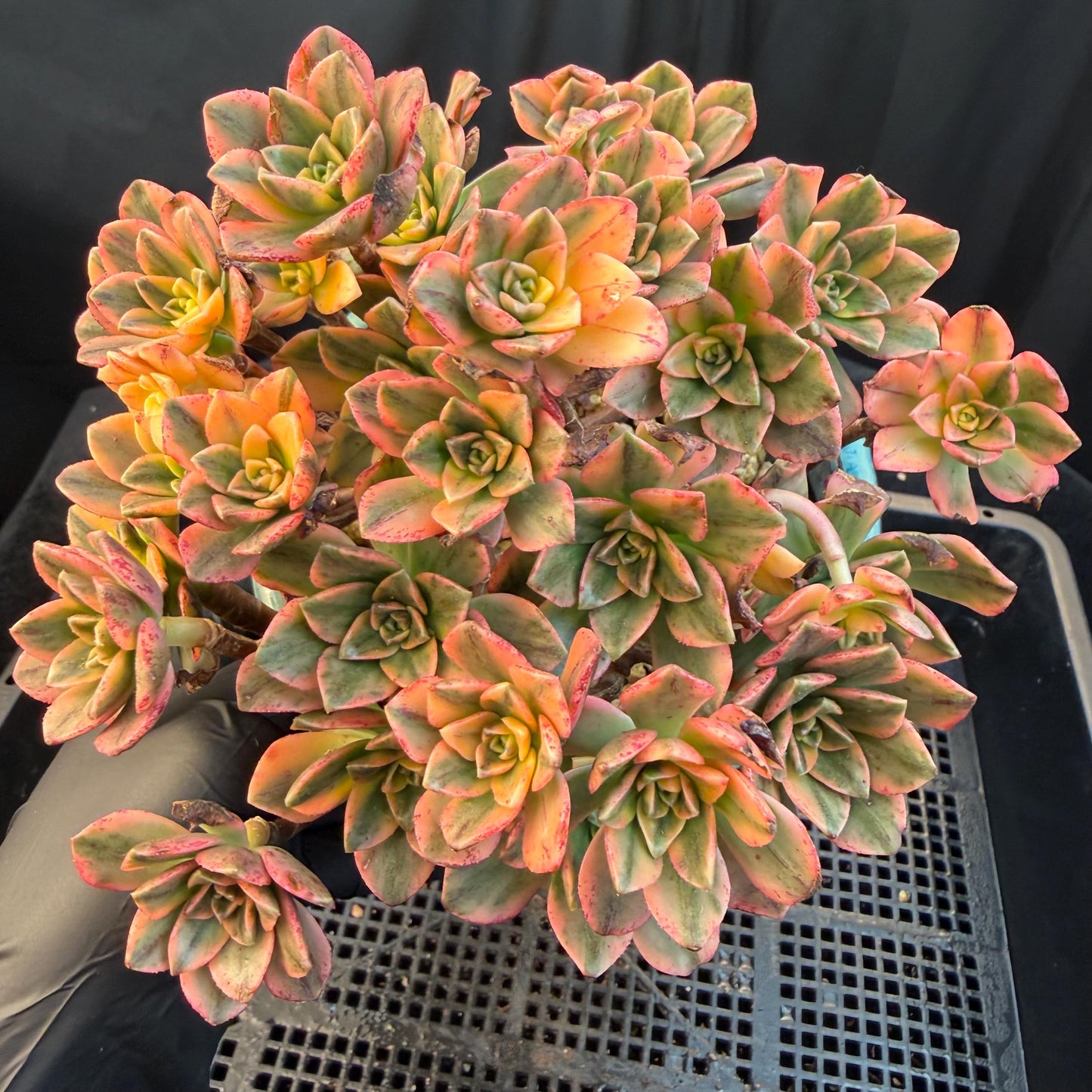 Aeonium' sweet tea ', big cluster, 5.7inches, Q06