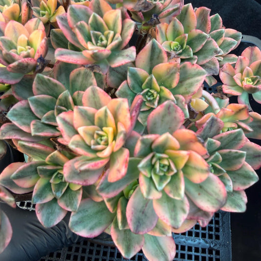 Aeonium' sweet tea ', big cluster, 5.7inches, Q06