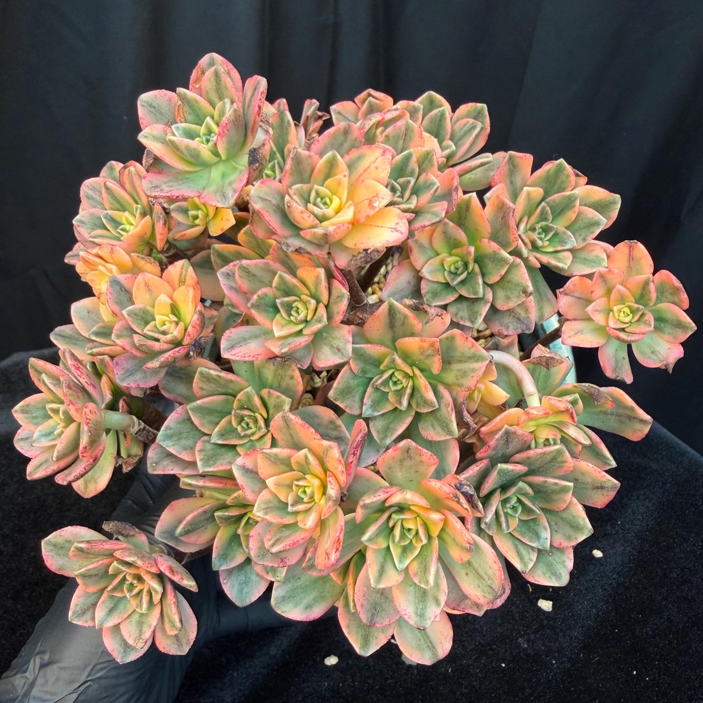 Aeonium' sweet tea ', big cluster, 5.7inches, Q06